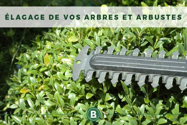 Élagage : ne tardez pas à rafraîchir la silhouette de vos arbres…