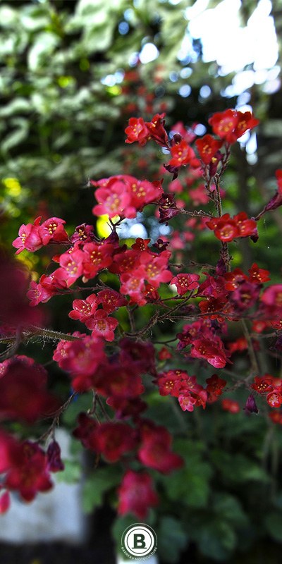 materiel-jardin-vendee.jpg